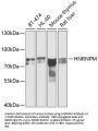 Heterogeneous Nuclear Ribonucleoprotein M (HNRNPM) Antibody