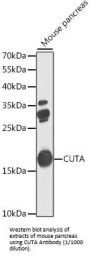 Protein CutA (CUTA) Antibody