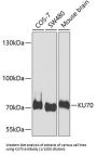 X-Ray Repair Cross Complementing 6 (XRCC6) Antibody