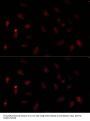 Paired Box Protein Pax-6 (PAX6) Antibody
