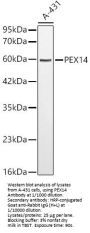Peroxisomal Biogenesis Factor 14 (PEX14) Antibody
