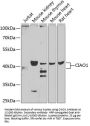 Cytosolic Iron-Sulfur Assembly Component 1 (CIAO1) Antibody