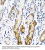 N-Alpha-Acetyltransferase 60 (NAA60) Antibody