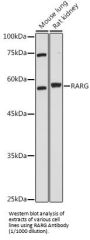 Retinoic Acid Receptor Gamma (RARG) Antibody