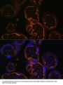 LIM Domain Binding Protein 3 (LDB3) Antibody
