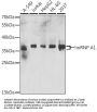 Heterogeneous Nuclear Ribonucleoprotein A1 (HNRNPA1) Antibody