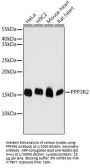 Calcineurin Subunit B Type 2 (PPP3R2) Antibody