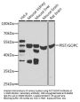 Golgi-Associated PDZ And Coiled-Coil Motif-Containing Protein (GOPC) Antibody