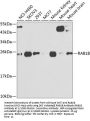RAB1B, Member RAS Oncogene Family (RAB1B) Antibody