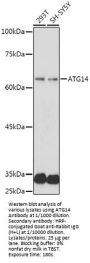 Beclin 1-Associated Autophagy-Related Key Regulator (ATG14) Antibody