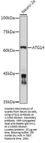 Beclin 1-Associated Autophagy-Related Key Regulator (ATG14) Antibody