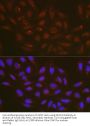 Beclin 1-Associated Autophagy-Related Key Regulator (ATG14) Antibody
