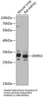 Short-Chain Dehydrogenase/Reductase 3 (DHRS3) Antibody