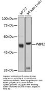 WD Repeat Domain Phosphoinositide-Interacting Protein 2 (WIPI2) Antibody