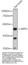 WD Repeat Domain Phosphoinositide-Interacting Protein 2 (WIPI2) Antibody
