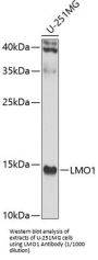 Rhombotin 1 (LMO1) Antibody