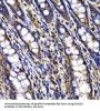 AT-Rich Interactive Domain Containing Protein 3A (ARID3A) Antibody