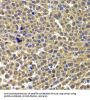 AT-Rich Interactive Domain Containing Protein 3A (ARID3A) Antibody