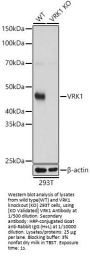 Serine/threonine-Protein Kinase VRK1 (VRK1) Antibody