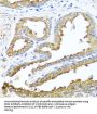 NCK Adaptor Protein 2 (NCK2) Antibody