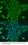 Dolichol-Phosphate Mannosyltransferase Subunit 1 (DPM1) Antibody
