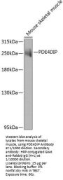 Myomegalin (PDE4DIP) Antibody