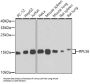 Ribosomal Protein L36 (RPL36) Antibody
