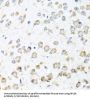 Ribosomal Protein L36 (RPL36) Antibody
