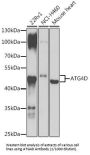 Autophagy Related 4D Cysteine Peptidase (ATG4D) Antibody