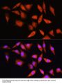Heat Shock-Related 70 kDa Protein 2 (HSPA2) Antibody