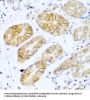 Neural Cell Adhesion Molecule 1 / CD56 (NCAM1) Antibody