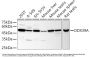 ATP-Dependent RNA Helicase DDX39A (DDX39A) Antibody