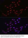 ATP-Dependent RNA Helicase DDX39A (DDX39A) Antibody