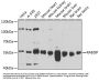 RAB3A Interacting Protein (RAB3IP) Antibody