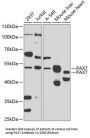 Paired Box Protein Pax-7 (PAX7) Antibody