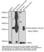 Hemoglobin subunit alpha 1 Antibody