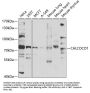 Calcium-Binding And Coiled-Coil Domain-Containing Protein 1 (CALCOCO1) Antibody