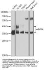 DNA Fragmentation Factor Subunit Alpha (DFFA) Antibody