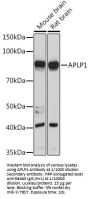 Amyloid Beta Precursor Like Protein 1 (APLP1) Antibody