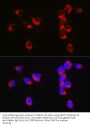 Amyloid Beta Precursor Like Protein 1 (APLP1) Antibody