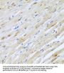 Striatin (STRN) Antibody