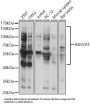 Hepatitis A Virus Cellular Receptor 1 (HAVCR1) Antibody