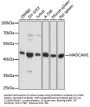 Mucosal Addressin Cell Adhesion Molecule 1 (MADCAM1) Antibody