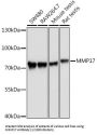 Matrix Metalloproteinase 17 (MMP17) Antibody