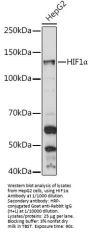 Hypoxia Inducible Factor 1 Alpha (HIF1a) Antibody