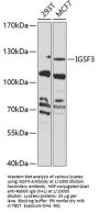 Immunoglobulin Superfamily Member 3 (IGSF3) Antibody