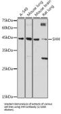Sonic Hedgehog Protein (SHH) Antibody