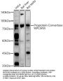 Proprotein Convertase Subtilisin/Kexin Type 9 (PCSK9) Antibody