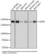 Scaffold Attachment Factor B1 (SAFB) Antibody
