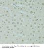 Scaffold Attachment Factor B1 (SAFB) Antibody
